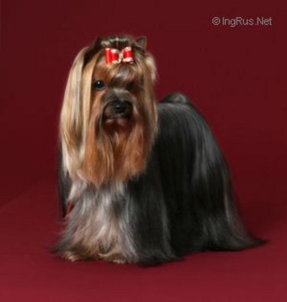 RIGAIR VIOLENT VICTORY