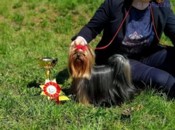ZWEZDA PETERBURGA SUNLIGHT — Labaza DogPedigree YorkshireTerrier