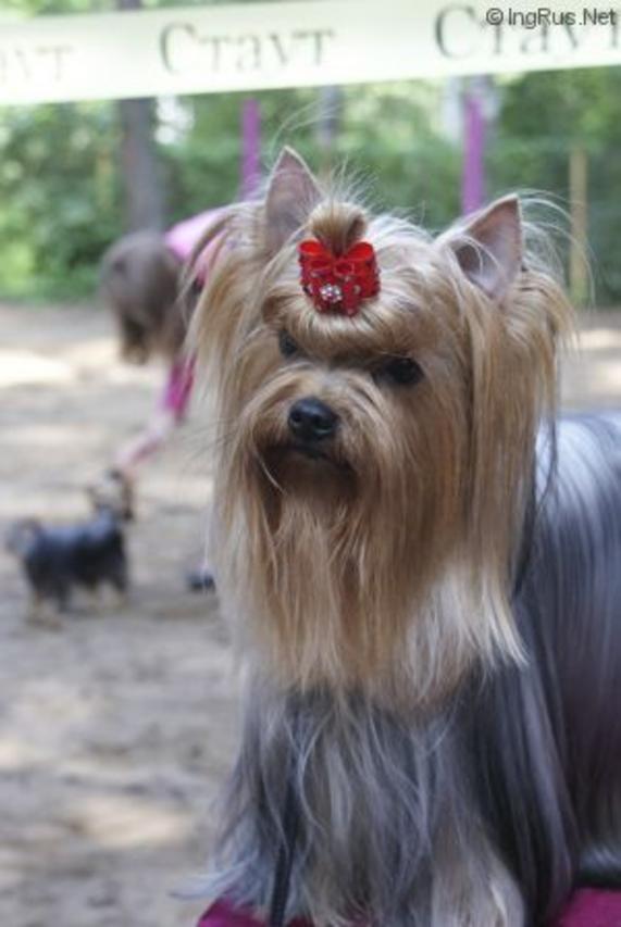 ZWEZDA PETERBURGA ISHTER — Labaza DogPedigree YorkshireTerrier