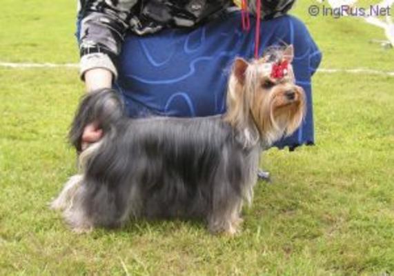 ZWEZDA PETERBURGA KONCHITA — Labaza DogPedigree YorkshireTerrier