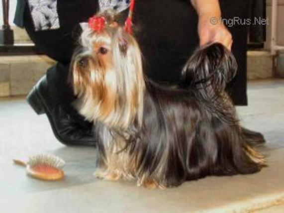  ZWEZDA PETERBURGA CAN DGASTIYA LAK — Labaza DogPedigree YorkshireTerrier