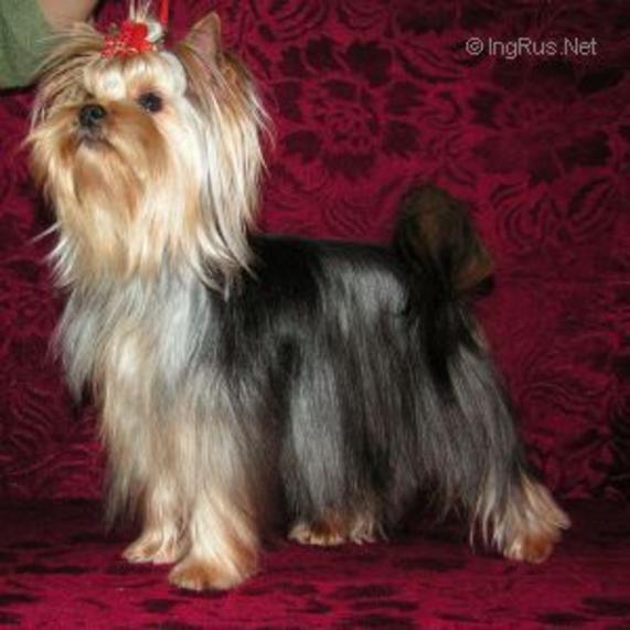 MINI SHOP VERSION ORIGINAL