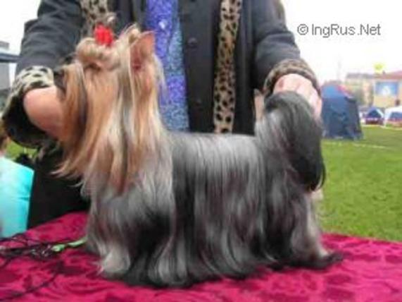 ZWEZDA PETERBURGA JUNONA GOLDEN LAK