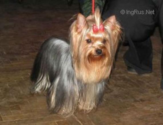 TEKICHE MAJA YAROMINA BEBI SHARM