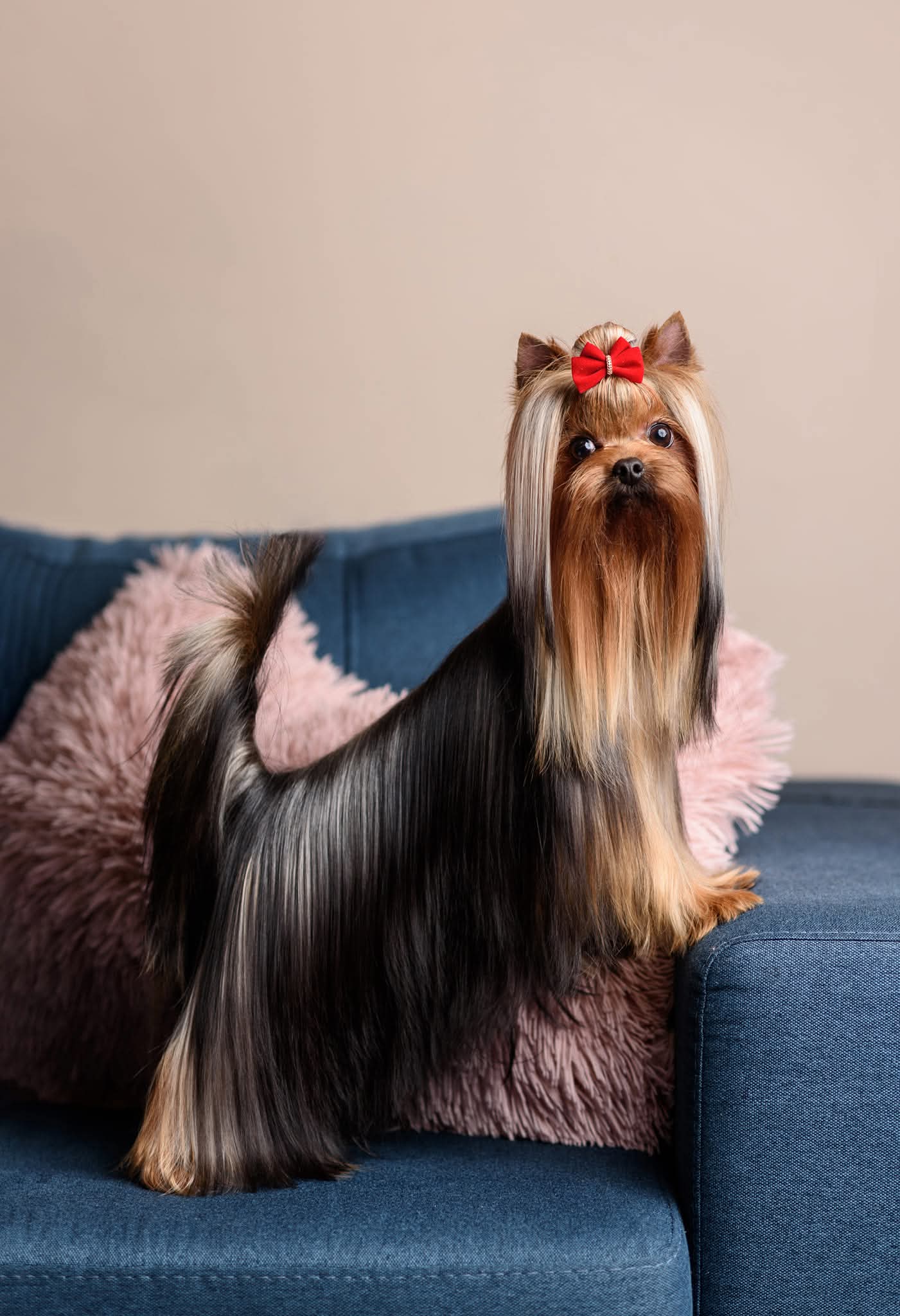 PICCOLI RUBINI INTRIGA — Labaza DogPedigree YorkshireTerrier