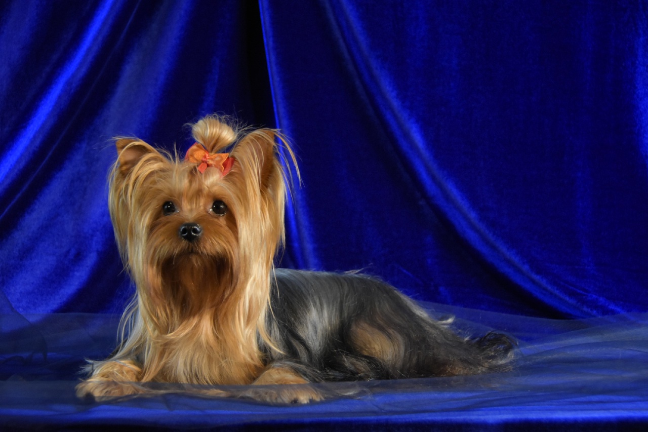 HELMIDGE INDIRA — Labaza DogPedigree YorkshireTerrier