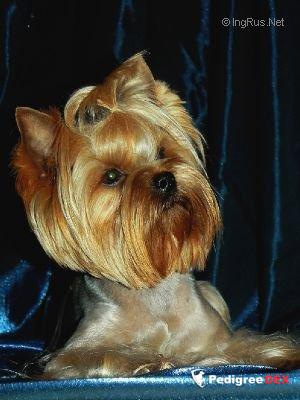 BLUE DELIGHT PREFECT REVENGE BLUE DELIGHT — Labaza DogPedigree YorkshireTerrier