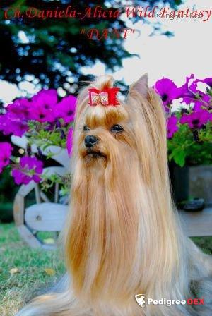 DANIELA-ALICIA WILD FANTASY