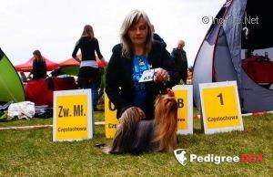  TUTTY FRUTTY WILD FANTASY — Labaza DogPedigree YorkshireTerrier