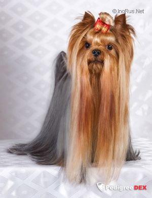 DR. MAGIC WILD FANTASY