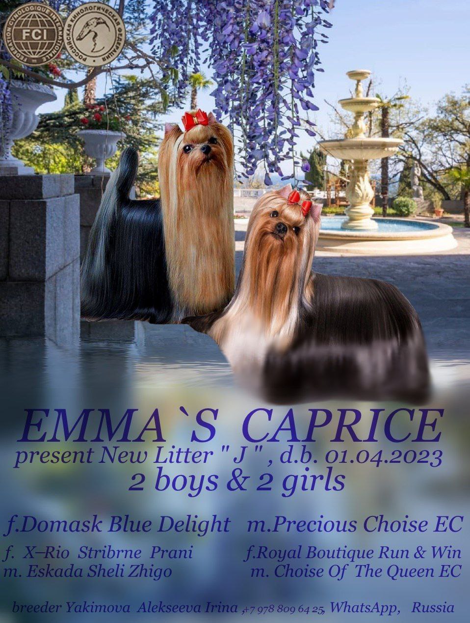 JASMINE BLUE DELIGHT EMMA'S CAPRICE — Labaza DogPedigree YorkshireTerrier