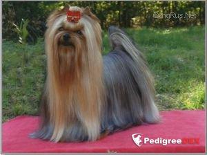 OPERA-COMIC DU DOMAINE DE MONDERLAY — Labaza DogPedigree YorkshireTerrier