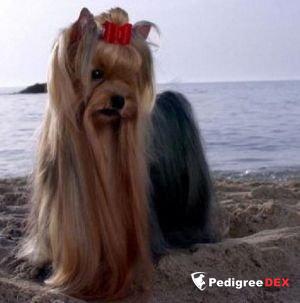 NICNAK'S MIA CANADIAN