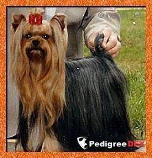  EXMOOR'S QUEST FOR THE BEST — Labaza DogPedigree YorkshireTerrier