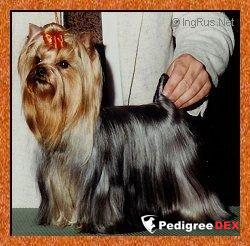 JOFRE'S REGAL EAGLE OF EXMOOR