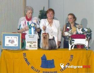  NICNAK'S FRANKLY MY DEAR — Labaza DogPedigree YorkshireTerrier