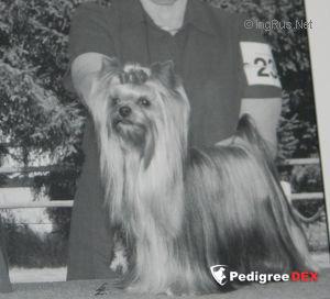 PASTORAL TO BE PERFECTLY FRANK — Labaza DogPedigree YorkshireTerrier