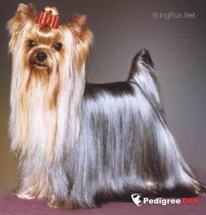  CHOTLADA FOREIGN AFFAIRS — Labaza DogPedigree YorkshireTerrier
