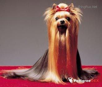 MASERATI DE LA VILLA Y CORTE — Labaza DogPedigree YorkshireTerrier