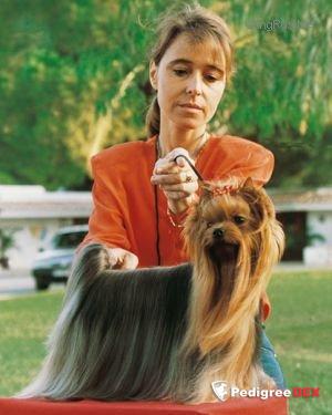 DIAMANTE DE LA VILLA Y CORTE — Labaza DogPedigree YorkshireTerrier