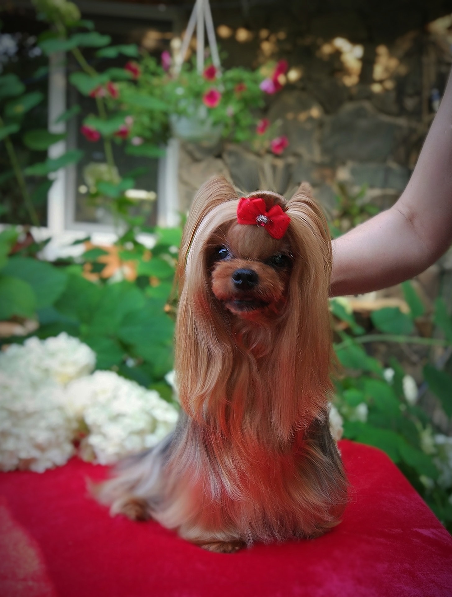 EUPHORIA`S CHINA DOLL