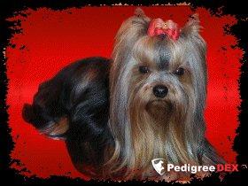 CAMPARIS ON ICE — Labaza DogPedigree YorkshireTerrier