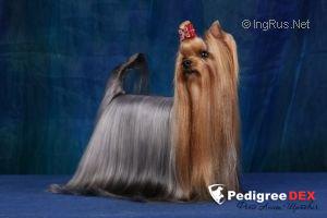  BLUE MENDIS FANTASY STYLE — Labaza DogPedigree YorkshireTerrier