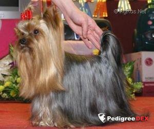 FORTUNAT FOREVA MINI STOR — Labaza DogPedigree YorkshireTerrier