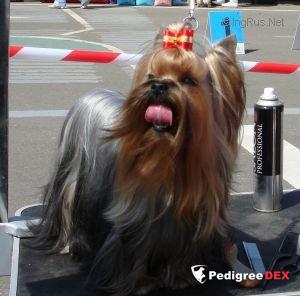 KOHINOR DELLE STELLE LUCENTI