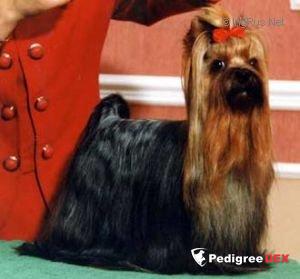 DE MAJODIAN FREE STYLE — Labaza DogPedigree YorkshireTerrier