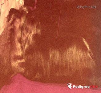 CANDYTOPS CAVALCADIA