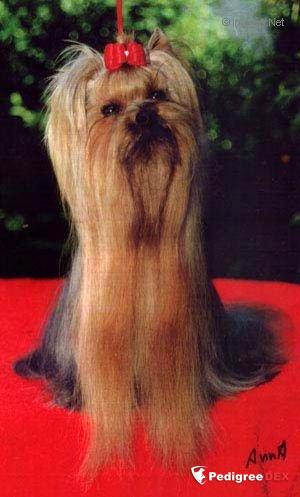 CHIMBERLI OF NEW DEAL