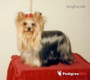 C'MARISA VOM LANDSKNECHT — Labaza DogPedigree YorkshireTerrier