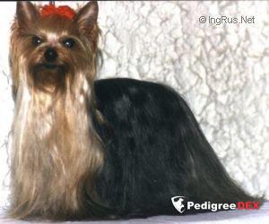 GARSIMS CAPTAIN STARLIGHT OZMILION