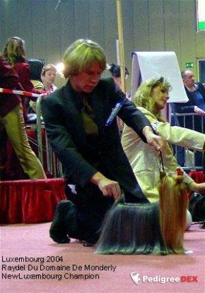  RAYDEL DU DOMAINE DE MONDERLAY — Labaza DogPedigree YorkshireTerrier