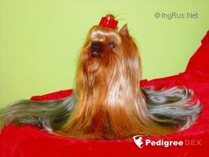 SWEET-DREAM DU DOMAINE DE MONDERLAY