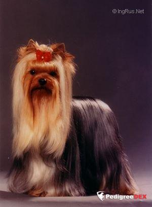 NEXT TIME DU DOMAINE DE MONDERLAY — Labaza DogPedigree YorkshireTerrier