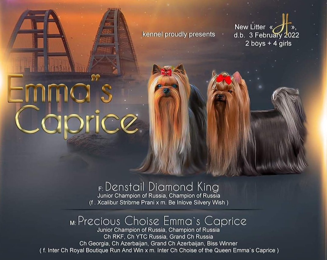 HARRY POTTER EMMA'S CAPRICE — Labaza DogPedigree YorkshireTerrier