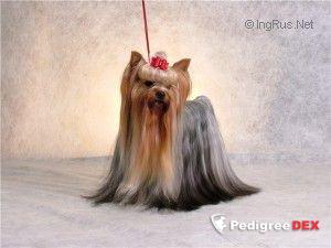 MOYA MECHTA OVATIO — Labaza DogPedigree YorkshireTerrier