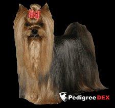  MOYA MECHTA SIMBA — Labaza DogPedigree YorkshireTerrier