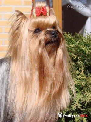  MOJA MECHTA PRIMA AIS — Labaza DogPedigree YorkshireTerrier