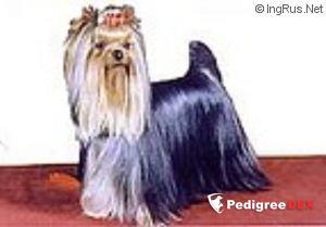  DURRER'S ACE PACO — Labaza DogPedigree YorkshireTerrier