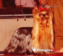  MOVIMAN — Labaza DogPedigree YorkshireTerrier