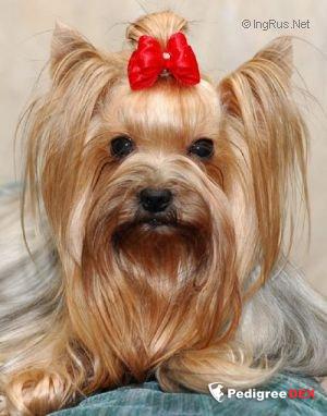 SOLNECHNII RAZBOINIK VERI B'YUTIFUL — Labaza DogPedigree YorkshireTerrier