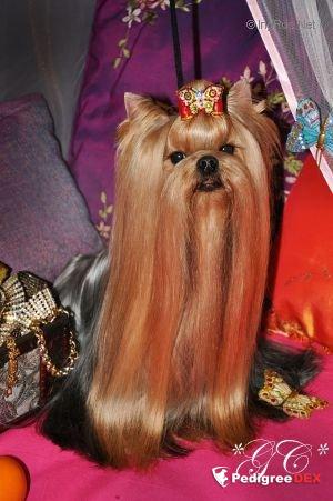 UILLIAM-MATTHEW LAKSORY