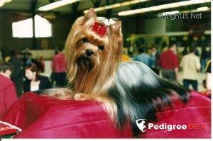 TAKE CARE DU DOMAINE DE MONDERLAY — Labaza DogPedigree YorkshireTerrier