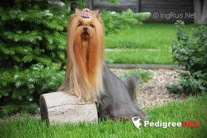 GRAND OVACIA VIKTORI LA LUMIERE DU SOLEIL