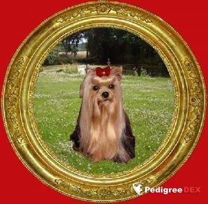 DORWAY'S WHAT A HANDSOME FACE