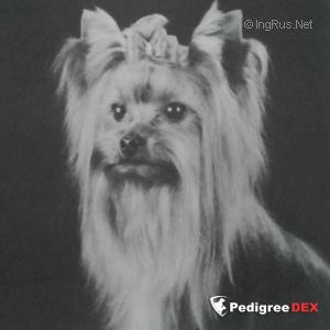 YORKBORO FOLLOW MY LEAD