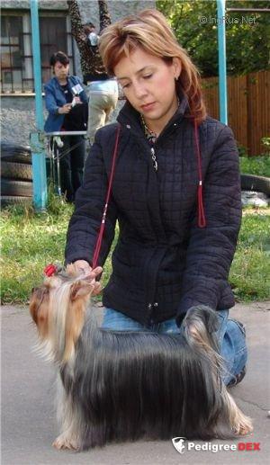 GRAND OVACIA AMBITSIA — Labaza DogPedigree YorkshireTerrier